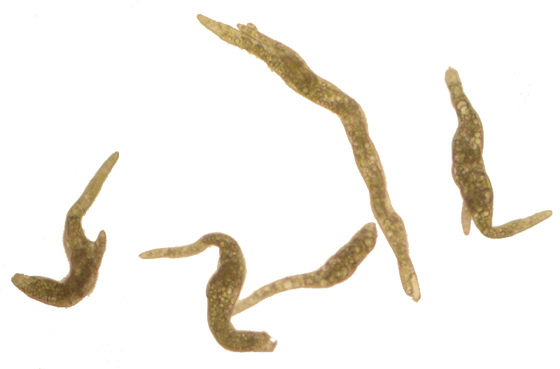 Pohlia proligera